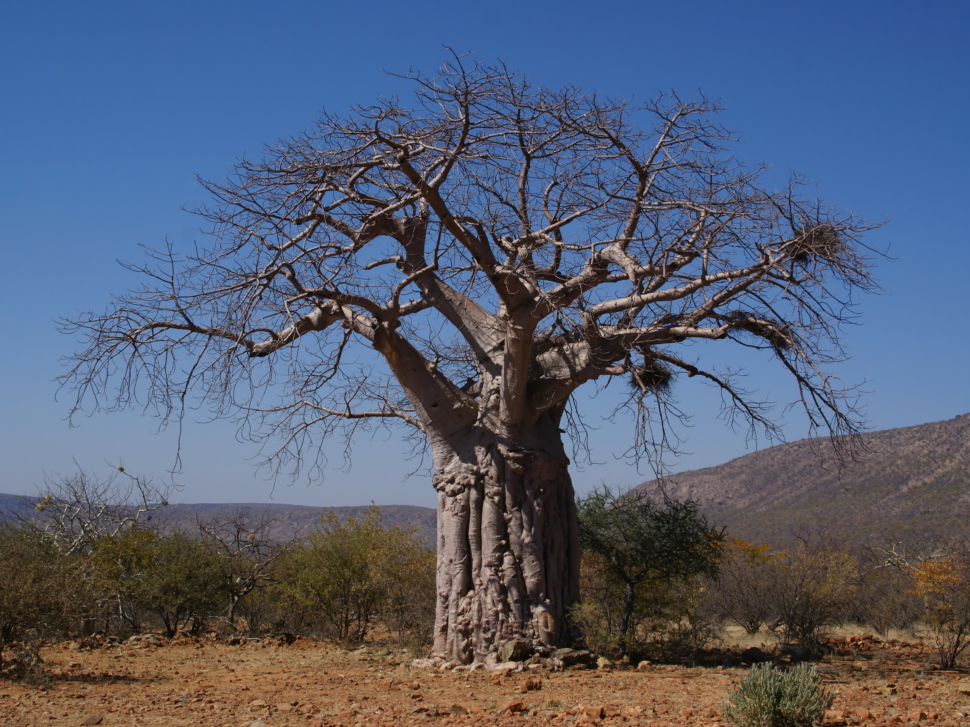 baobab 